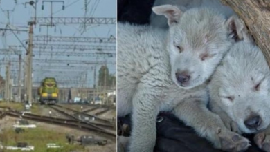 Photo of Puppies Snuggled Tightly By Speeding Train & No One Could Afford To Feed Them