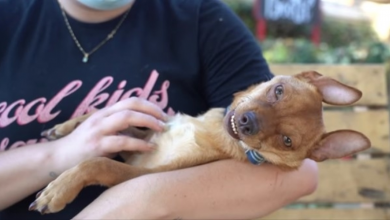 Photo of Permanently Smiling Dog Needs Massive Donation To Save His Life