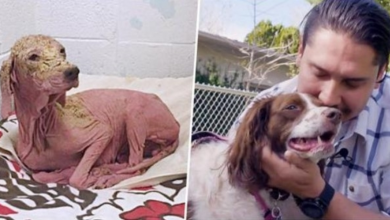 Photo of Man Saves Decaying Dog In Desert – Year Later, Sees Her Again & Can’t Stop Crying