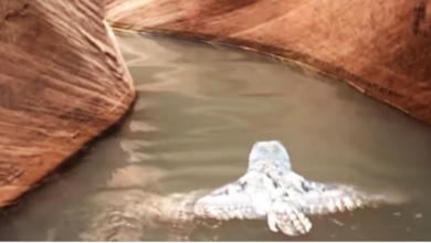 Photo of Hikers Filmed Great Horned Owl Swimming In Lake Powell