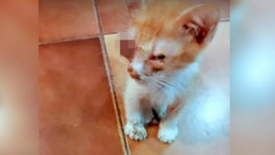 Photo of Pained Tiny Kitten Sat In Same Spot, Couldn’t See If Help Would Come Her Way