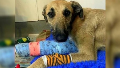 Photo of Dog’s Front Leg Was Split In Two, So His Owner Tied Him To A Lamppost And Left
