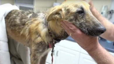 Photo of This Dog With A Very Painful Skin Condition Came In As A Total Mess, But Left A Perfect Pup!