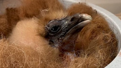 Photo of Egyptian Vulture Hatches In Captivity, First time in 105 Years
