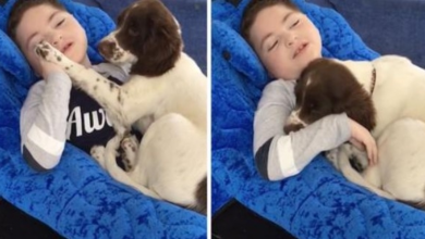 Photo of Mom Gives Puppy To Disabled Son, Outcome Moves Her To Tears
