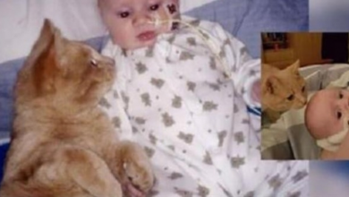 Photo of Cat Stayed by His Baby Brother and Helped his Broken Heart Heal