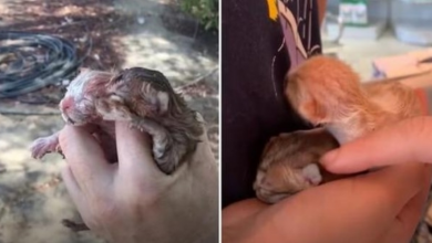 Photo of Woman Mimics Cat Mom To Help Abandoned Kittens Survive