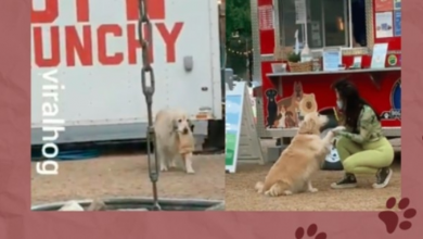 Photo of A Golden Retriever Delivers Your Goods If You Order From this Dog Treat Truck