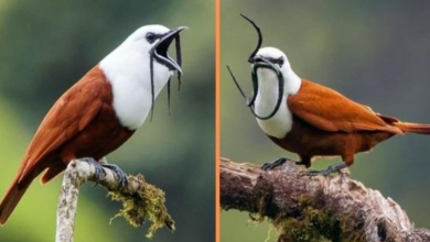 Photo of Meet The Three-Wattled Bellbird – The Bird With A Moustache Who Looks Like Fu Mancho
