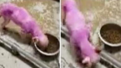 Photo of College Students Stumble On Malnourished Pup Dyed With Heavy Pink Paint