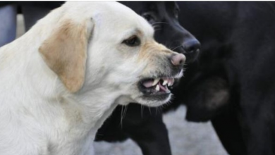 Photo of Science Confirms That Dogs Can Sense ‘Bad People’