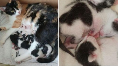 Photo of Woman Invites Pregnant Stray Cat Into Her House And Helps Her Give Birth To 5 Lovely Kittens