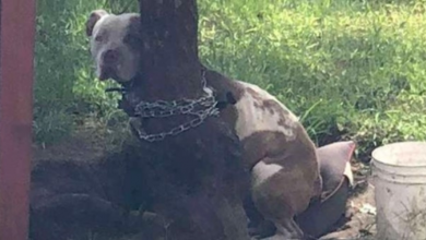 Photo of Pit Bull Found Padlocked To A Tree So Tightly, He Was Unable To Move An Inch
