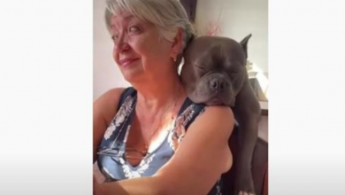 Photo of Cute Pit Bull Takes A Nap On Grandma’s Shoulder