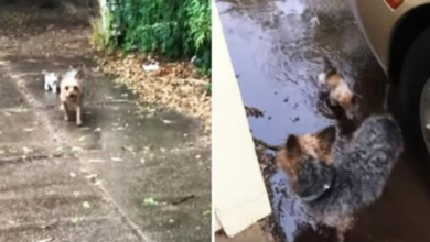 Photo of Heroic Dog Rescues Tiny Abandoned Kitten And Brings Her Home During Rain Storm!