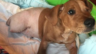 Photo of Dumped Then Hit By A Train, Puppy Sadly Learns That People Can Be So Cruel