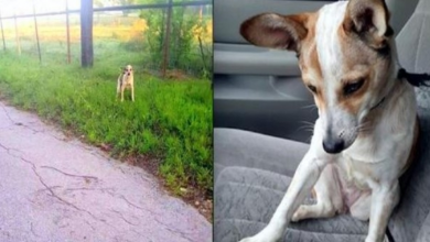 Photo of Abandoned Dog Crying On Side of The Road Just Wanted To Kiss Her Rescuer