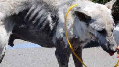 Photo of German Shepherd Was More Ghost Than Dog Until His Miraculous Rescue