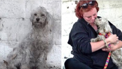 Photo of Homeless, Injured Poodle Thanks Her Rescuer With A Sweet Gesture, Brings Rescuer To Tears