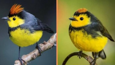 Photo of Meet The Collared Redstart – The Electric Yellow Bird With A Spiky Hairdo