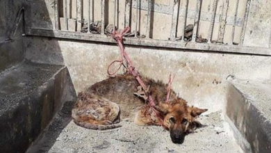 Photo of Tethered To Truck Bed In Blistering Heat, Parasites Ravaged His Frail Body
