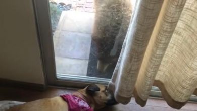 Photo of Dog Wakes Up to Bear Staring at Him Through Glass Door