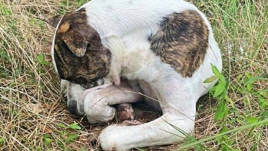 Photo of Teens Saw Listless Dog On Side Of Road & Thought He Was Dead, Then His Eyes Moved