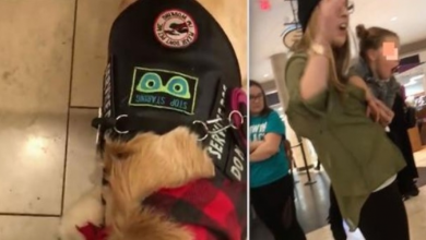 Photo of Mother Outraged At Service Dog Handler After She Refuses To Let Daughter Pet Dog