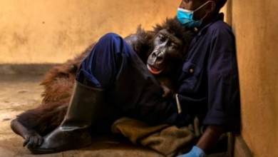 Photo of Ndakasi, mountain gorilla in famous selfie, dies in arms of caretaker who saved her