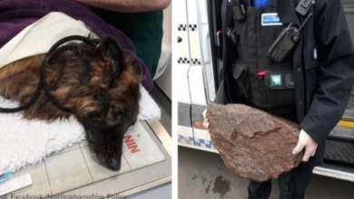 Photo of Monsters Tied A Heavy Rock To Dog’s Leash And Tossed Her In River To Drown, But She Survived