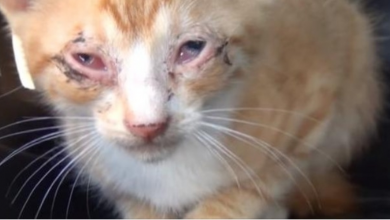 Photo of Love and Kindness Is What Turned This Sick Kitty’s Life Upside Down