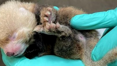 Photo of Adorable Red Panda Cubs Fill the Zoo with Cuteness