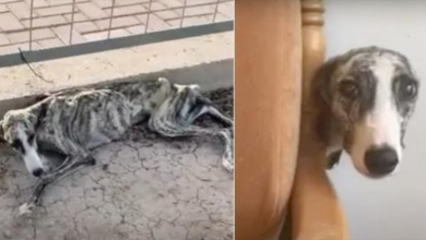 Photo of Woman Finds Saddest Skinny Dog, Brings Her Home & She Won’t Come Out Of Hiding