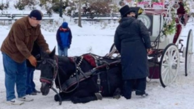 Photo of Horse-Drawn Carriage Collapses On Icy Road, Horse Forced To Continue Pulling