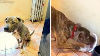 Photo of Pit Bull starved & chained to radiator for 6 months, eats snow thinking it’s food