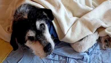 Photo of Dog Found Lying Next To Owner Who’d Passed Away 6 Weeks Prior