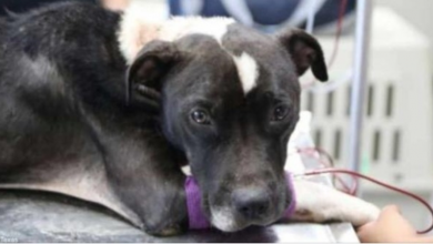 Photo of Bait Dog Too Depressed To Lift Her Head Seems Like Different Dog After Rescue