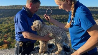 Photo of Senior Dog Trapped In Rocky Crevice For 5 Days At State Park Is Finally Rescued