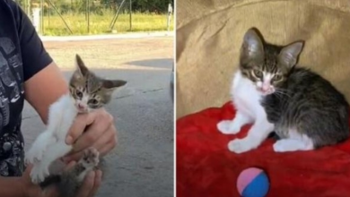 Photo of Guy Saves Poor Kittens From Streets And Helps Them Find Forever Homes