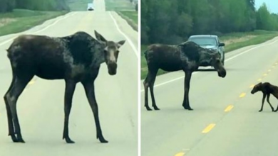 Photo of Mama Moose Begs Motorists To Stop Their Cars So Her Baby Can Cross The Road