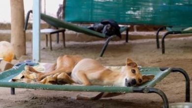Photo of Street Dog Unable to Stand Up After Hit By Car Gives Rescuers Beautiful Surprise
