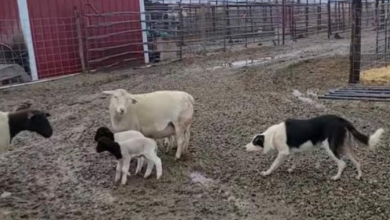 Photo of Dog Goes Nose To Nose With Lambs As He Gently Herds Them Into Paddock