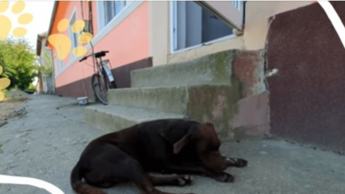 Photo of Sweet Stray Dog Keeps Coming Back to the Same Area Hoping Someone Saves Him