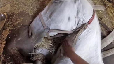 Photo of Farmer Weeps As He Begs His Horse Not To Die, But She Rolls Her Eyes Backwards