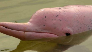 Photo of One of a Kind Albino Dolphin Spotted in Pacific Ocean