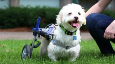 Photo of Paralyzed Pup From Iran Searches For Loving Home In His New Wheelchair