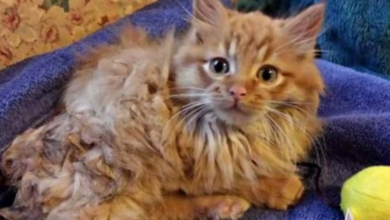 Photo of Paralyzed Feral Kitten Rescued From The Cold And With Treatment, Begins To Run Again
