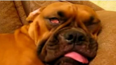 Photo of Sweet Dogs Who Turn Scary When They are Dreaming
