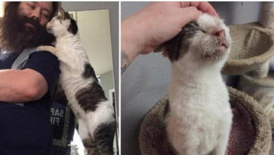 Photo of Senior Cat Tells His Humans He Loves Them Every Waking Moment After Being Saved From Years of Neglect