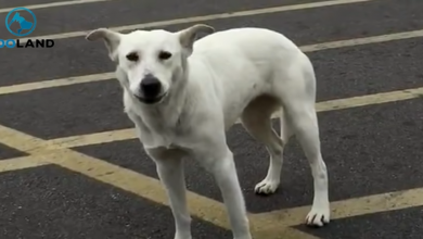 Photo of Dog Abandoned In Parking Lot, Waits In Vain For The Return Of Her Family